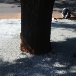 IMG_00000229