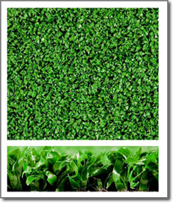 product6