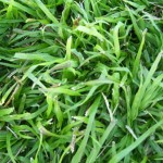 berea