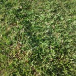 berea3