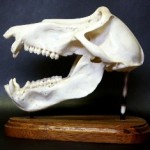 Baboon Skull
