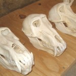 Baboon Skulls