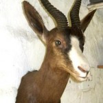 Black Springbok Shoulder Mount