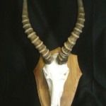 Blesbok Skull Mount on Shield