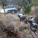 Blue Wildebeest Recovery