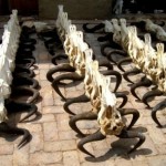 Blue Wildebeest Skulls