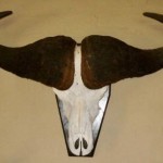 Buffalo Skull Mount on Shield