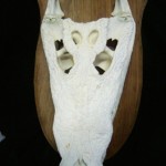 Crocodile Skull Mount