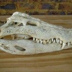 Crocodile Skulls