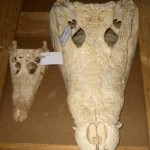Crocodile Skulls - Small and Large