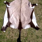 Gemsbok Skin