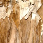 Impala Capes