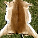Impala Skin