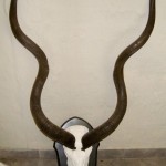 Kudu Skull Mount
