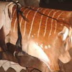 Nyala Ewe Skins