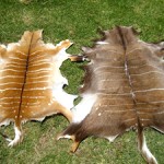 Nyala Ewe and Bull Skins
