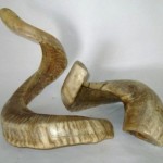 Ram Horns Shofar