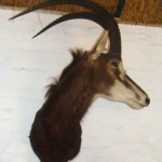 Sable Antelope Shoulder Mount