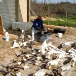 Skull Cleaning in Progress