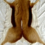 Springbok Skin
