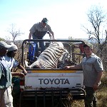 Zebra hunting