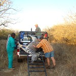 Zebra recovery