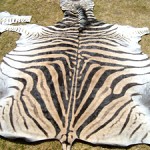 Zebra Burchell Super A Skin