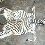 Zebra Full Mount Cape