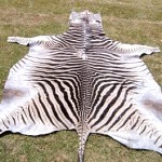 Zebra Hartman Skin
