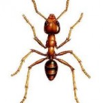 ant insecticide