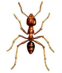 ant insecticide