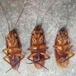 dead cockroach