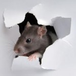 mouse in wall