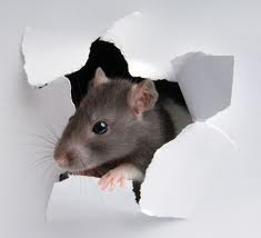 mouse in wall