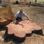 Vegetation Management (Tree felling)