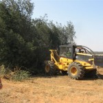 Vegetation Management (Tree felling) (3)