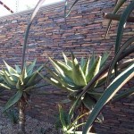 SLATE RICH AUTUMN FOR WALLING IN RANDOM SIZES