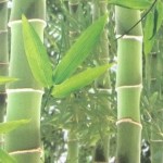 UGE00176   GREEN BAMBOO