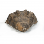 Croc-Heads-Fiber-1