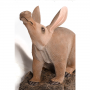 Aardvark-3
