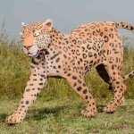 Leopard-Walking