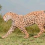 Leopard-Walking-2