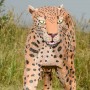 Leopard-Walking-3