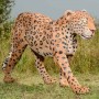 Leopard-Walking-4