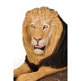 lion-3